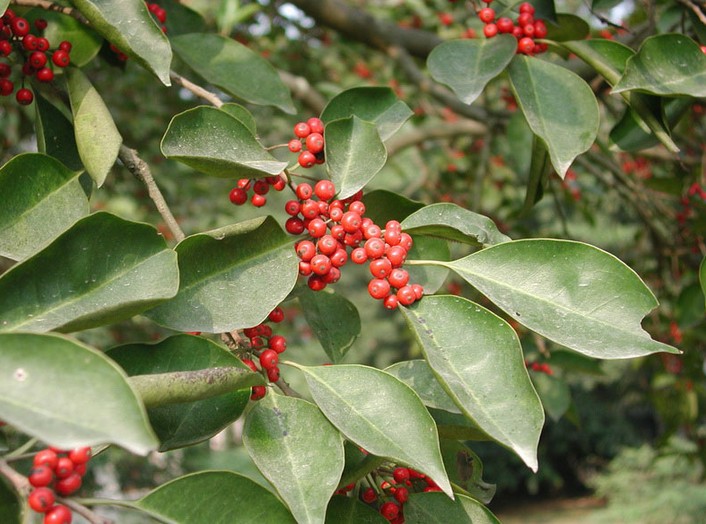 ilex Seed Holly